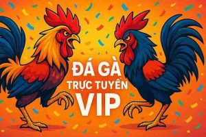 Đá Gà Trực Tuyến VIP tại VN789 - Trải Nghiệm Đỉnh Cao
